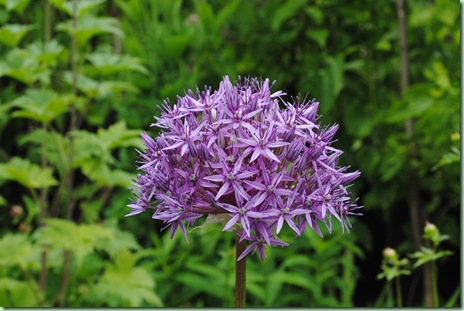 Allium ‘Globemaster’ Allium ‘Globemaster’